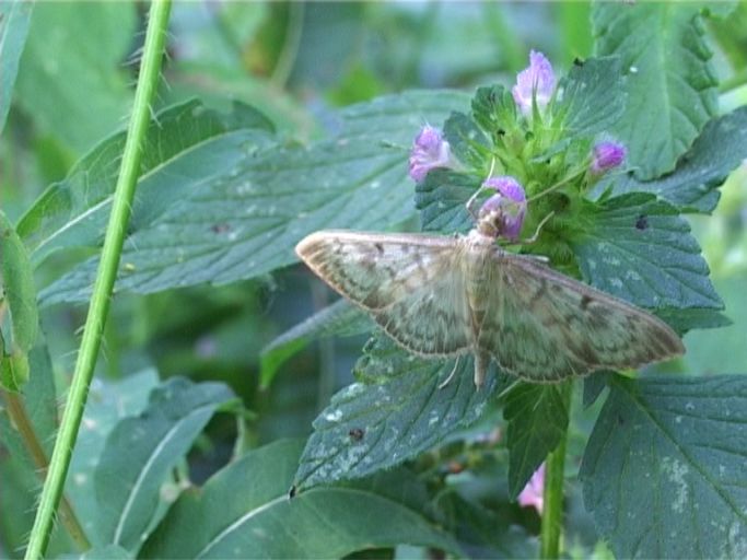 Nesselzünsler ( Pleuroptya ruralis ) : Am Niederrhein, Biotop, 10.08.2004